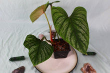 Load image into Gallery viewer, Philodendron Plowmanii Exact Plant Ships Nationwide
