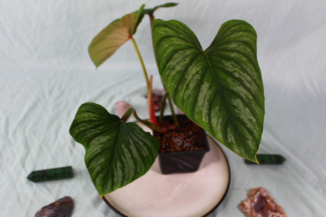 Philodendron Plowmanii Exact Plant Ships Nationwide