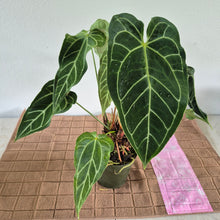 Load image into Gallery viewer, Anthurium Magnificum X Warocqueanum AFF noid, exact plant, Fedex 2day*
