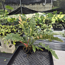 Load image into Gallery viewer, Philodendron Ring Of Fire Variegated exact plant, Fedex 2day*
