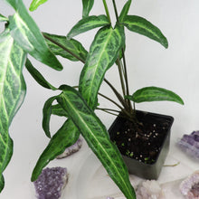 Load image into Gallery viewer, Syngonium Angustatum Little Star 4&quot; pot, Fedex 2 day*
