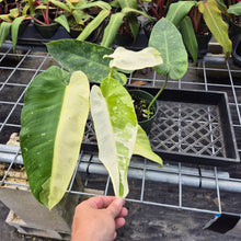Load image into Gallery viewer, Philodendron Jose Buono, Exact Plant Variegated Ships Nationwide
