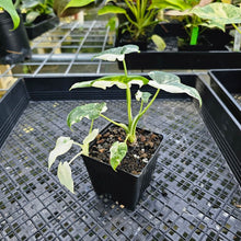 Load image into Gallery viewer, Alocasia Odora, Okinawa Silver, Exact Plant Variegated Multi pot
