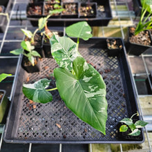 Load image into Gallery viewer, Alocasia Odora, Okinawa Silver, Exact Plant Variegated With babies
