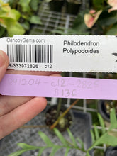 Load image into Gallery viewer, Philodendron Polypodoides exact plant, Fedex 2day*
