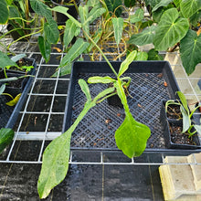 Load image into Gallery viewer, Philodendron Joepii, Exact Plant Ships Nationwide
