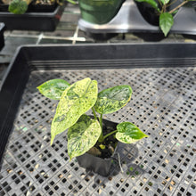 Load image into Gallery viewer, Alocasia Dragon Scale Mint variegated 2.5" pot, Fedex 2day*
