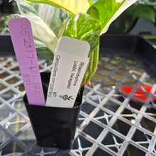 Load image into Gallery viewer, Rhaphidophora Lobbii, Exact Plant Variegated Ships Nationwide
