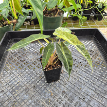 Load image into Gallery viewer, Alocasia polly aurea variegated, Exact Plant Ships Nationwide.
