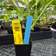 Load image into Gallery viewer, Monstera Adansonii Aurea, Exact Plant Variegated Ships Nationwide
