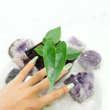 Load image into Gallery viewer, Anthurium Decipiens, Small Plant Shipped Nationwide

