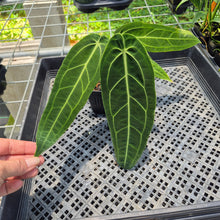 Load image into Gallery viewer, Anthurium Warocqueanum, Queen exact plant, Fedex 2day*
