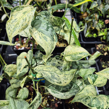 Load image into Gallery viewer, Scindapsus Peasun Variegated 4" pot, Fedex 2day*

