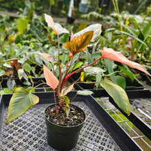 Load image into Gallery viewer, Homalomena Rubescens Pink Diamond, Exact Plant Variegated With babies
