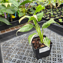 Load image into Gallery viewer, Monstera Lechleriana , Exact Plant Variegated Ships Nationwide
