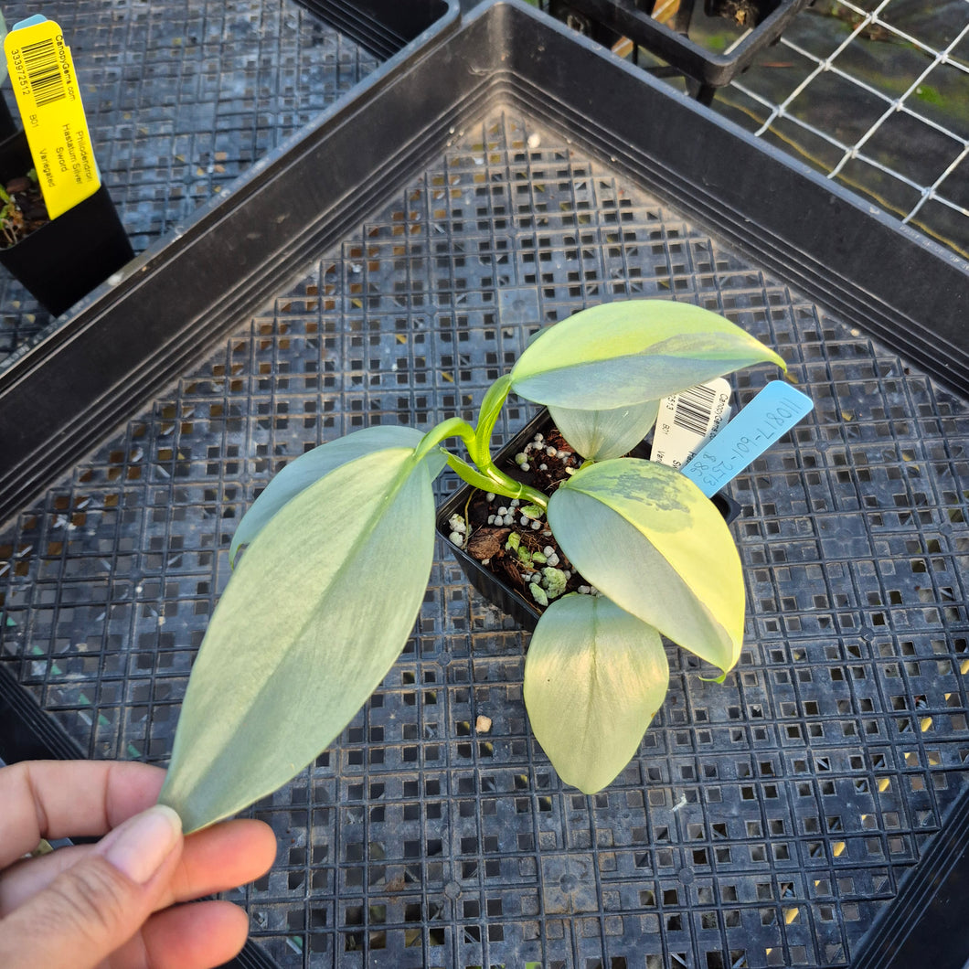 Philodendron Hastatum Silver Sword, Exact Plant Variegated Ships Nationwide