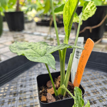 Load image into Gallery viewer, Syngonium Mojito, Exact Plant Variegated Ships Nationwide
