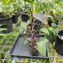 Load image into Gallery viewer, Philodendron Pink Princess, Exact Plant Variegated Ships Nationwide

