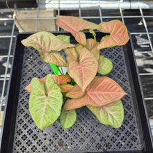 Load image into Gallery viewer, Syngonium Regina Red, Exact Plant Ships Nationwide
