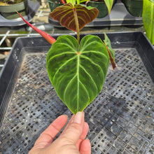 Load image into Gallery viewer, Philodendron Verrucosum Amazon Sunset, Exact Plant Ships Nationwide
