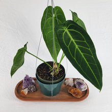 Load image into Gallery viewer, Anthurium Warocqueanum, Queen, Exact Plant Large
