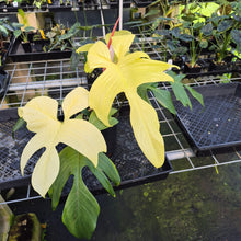 Load image into Gallery viewer, Philodendron Florida Ghost exact plant, Fedex 2day*
