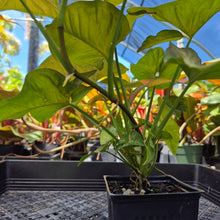 Load image into Gallery viewer, Syngonium Regina Red, Exact Plant Ships Nationwide
