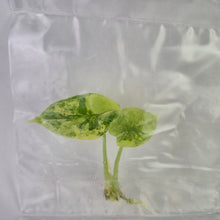 Load image into Gallery viewer, Alocasia Silver Dragon Aurea variegated tissue culture 2DayAir
