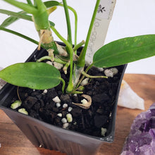 Load image into Gallery viewer, Anthurium Warocqueanum, Queen 4&quot; pot, Fedex 2 day*
