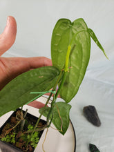 Load image into Gallery viewer, SP. Limon, Exact Plant, Anthurium
