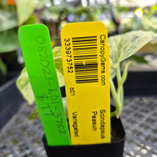 Load image into Gallery viewer, Scindapsus Peasun, Exact Plant Variegated Ships Nationwide
