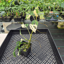 Load image into Gallery viewer, Monstera Adansonii Laniata Albo Variegated exact plant, Fedex 2day*
