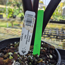 Load image into Gallery viewer, Alocasia Macrorhizza Black Stem, Exact Plant Variegated
