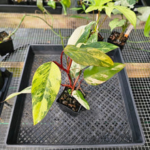 Load image into Gallery viewer, Philodendron Strawberry Shake, Exact Plant Variegated Ships Nationwide
