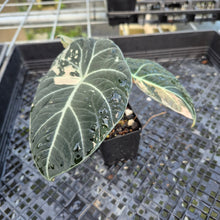 Load image into Gallery viewer, Alocasia Black Velvet Pink variegated exact plant, Fedex 2day*
