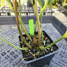 Load image into Gallery viewer, Anthurium Sherzerianum &quot;Pig Tail&quot;, Exact Plant Ships Nationwide
