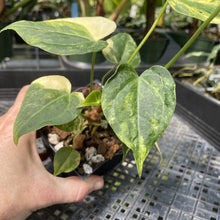 Load image into Gallery viewer, Anthurium Clarinervium Variegated exact plant, Fedex 2day*
