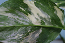 Load image into Gallery viewer, Variegated Monstera Lechleriana Exact Plant
