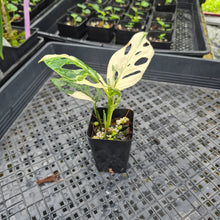 Load image into Gallery viewer, Monstera Adansonii Laniata Albo, Exact Plant Variegated Ships Nationwide
