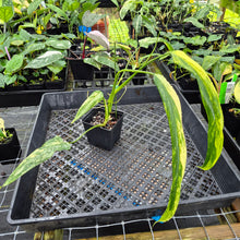 Load image into Gallery viewer, Philodendron Holtonianum Variegated, Exact Plant Ships Nationwide
