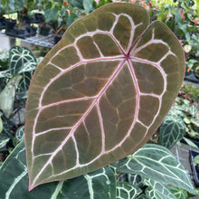 Load image into Gallery viewer, Anthurium Red Crystallinum Doc Block 6" pot, Fedex 2day
