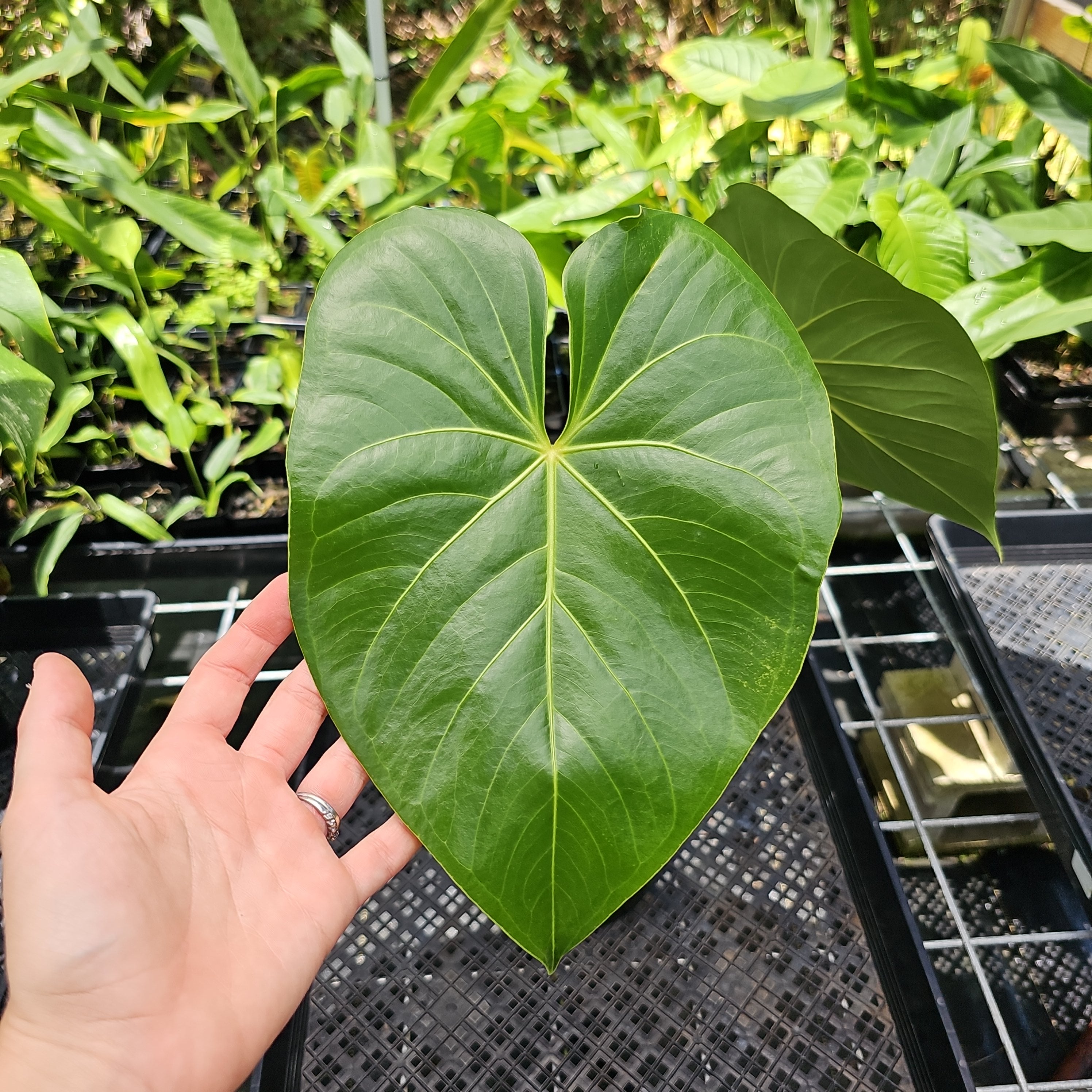 【セール】福袋/福箱ファッション通販 Anthurium – Gems Canopy パンツ