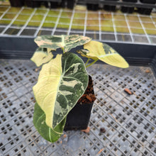 Load image into Gallery viewer, Alocasia Black Velvet Pink variegated exact plant, Fedex 2day*
