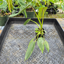 Load image into Gallery viewer, Philodendron Spiritus Sancti, Exact Plant Ships Nationwide
