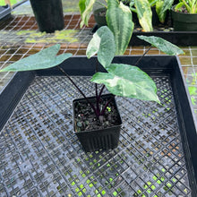 Load image into Gallery viewer, Alocasia Macrorhizza Black Stem, Exact Plant Variegated
