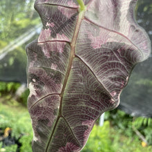 Load image into Gallery viewer, Alocasia Amazonica Large Form Pink Variegated Fedex 2day*
