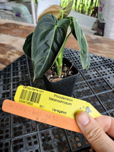 Load image into Gallery viewer, Philodendron Melanochrysum, Exact Plant Variegated Ships Nationwide
