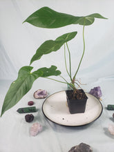 Load image into Gallery viewer, Anthurium Balaoanum &quot;Dussii&quot; 4&quot; pot, ships nationwide
