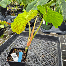 Load image into Gallery viewer, Philodendron Verrucosum Pseudoverrucosum Croat , Exact Plant Ships Nationwide
