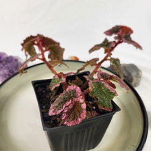 Load image into Gallery viewer, Begonia U012, Exact Plant
